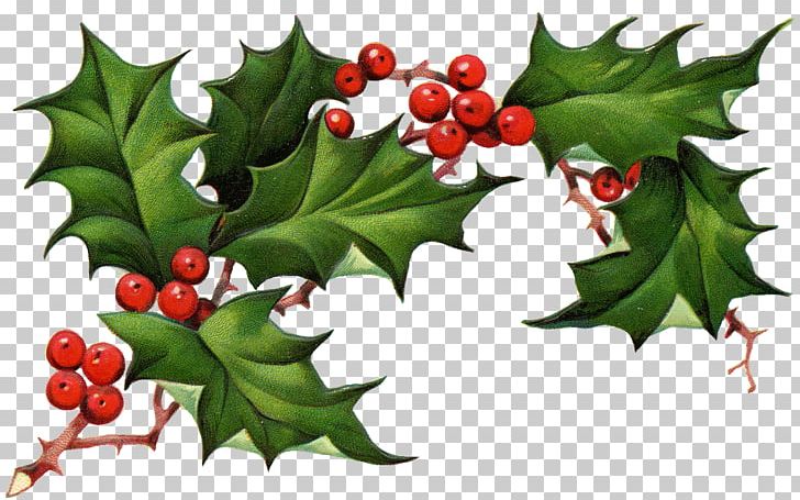 Common Holly Christmas Tree Christmas Eve PNG, Clipart, Aquifoliaceae, Aquifoliales, Candle, Carol, Christmas Free PNG Download