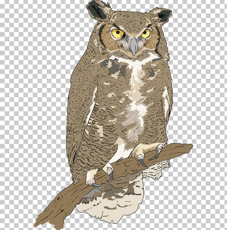 Great Horned Owl Eurasian Eagle-owl Snowy Owl Bird PNG, Clipart, Animals, Barn Owl, Barred Eagleowl, Barred Owl, Beak Free PNG Download