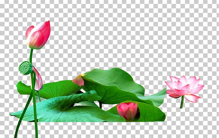 Nelumbo Nucifera Bud PNG, Clipart, Aquatic Plant, Bud, Buds, Cut Flowers, Download Free PNG Download