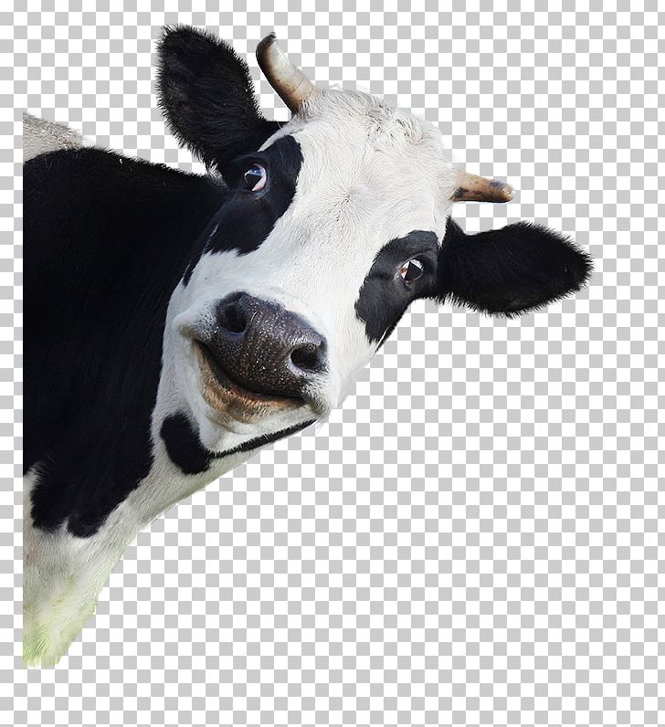 Cattle Dog Animal Stock Photography PNG, Clipart, Animal, Animals, Calf, Cattle, Cattle Like Mammal Free PNG Download