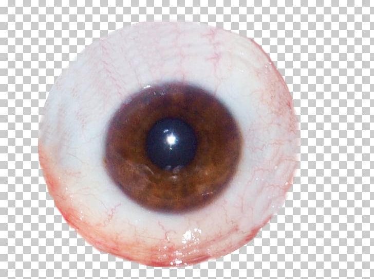 Iris Ocular Prosthesis Human Eye Optician PNG, Clipart, Anatomy, Art, Closeup, Craft, Etsy Free PNG Download
