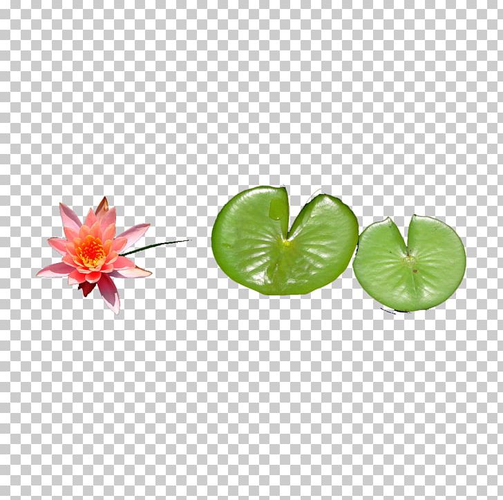 Leaf Lotus Effect Nelumbo Nucifera PNG, Clipart, Aquarium Decor, Download, Flower, Flowerpot, Free Logo Design Template Free PNG Download