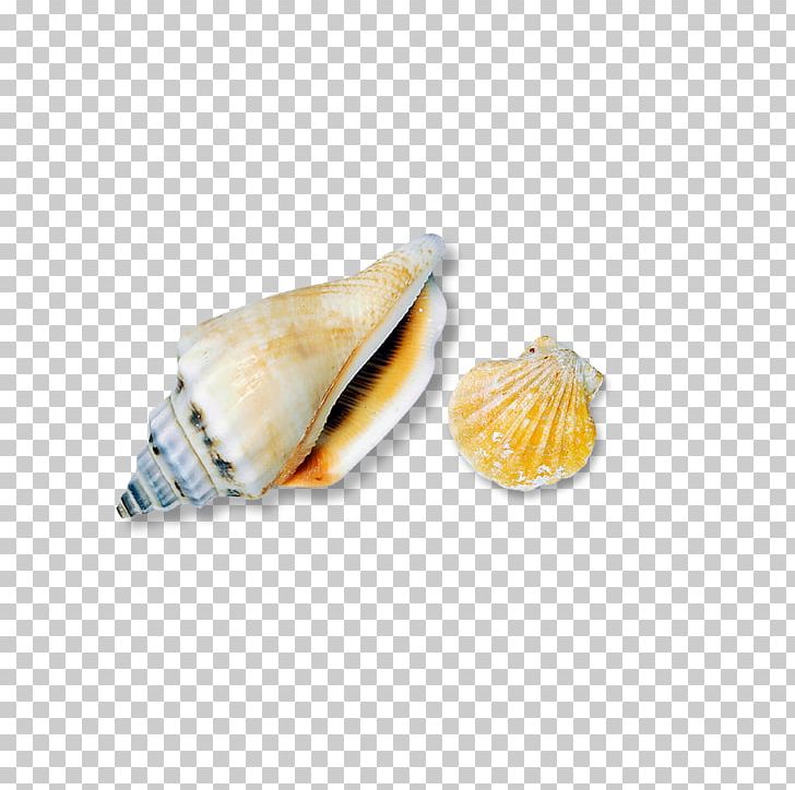 Seashell Conch PNG, Clipart, Cartoon Conch, Clams Oysters Mussels And Scallops, Conch, Conch Blowing, Conchology Free PNG Download