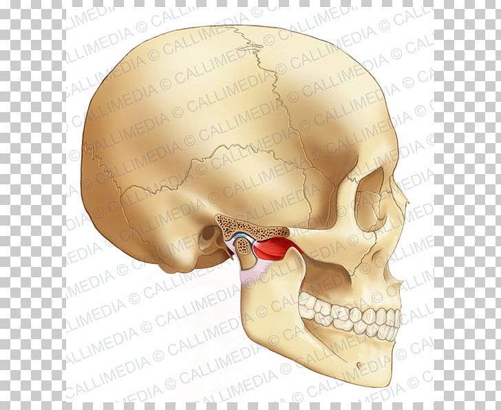 Temporomandibular Joint Bone Head Human Body PNG, Clipart, Alaleuanluu, Anatomy, Bone, Dentistry Human, Ear Free PNG Download