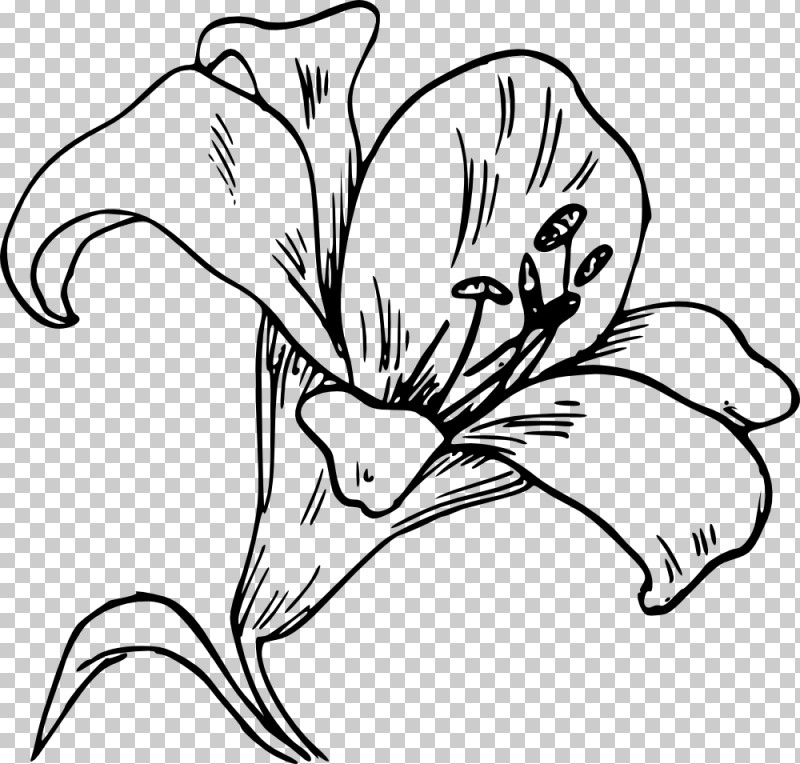 White Line Art Black-and-white Flower Plant PNG, Clipart, Blackandwhite, Coloring Book, Daylily, Flower, Line Art Free PNG Download