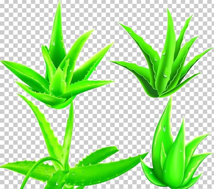 Aloe Vera Plant Powder Cosmetics PNG, Clipart, Agave, Aloe, Aloe Emodin, Aloe Vera, Aloin Free PNG Download