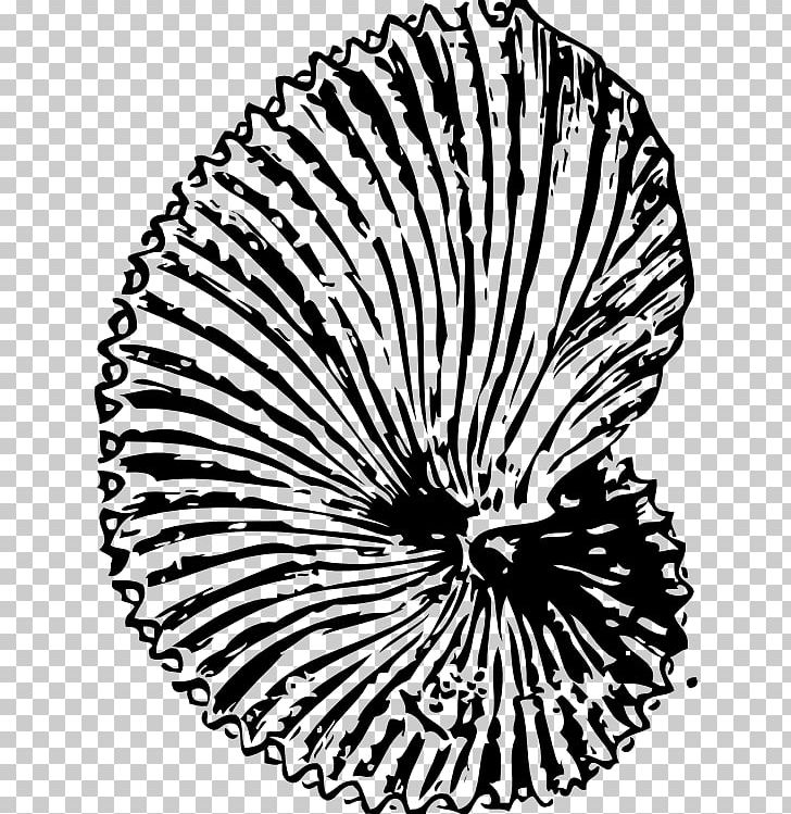 Dinosaur Fossils Seashell Ammonites PNG, Clipart, Ammonites, Animals, Black And White, Circle, Color Free PNG Download