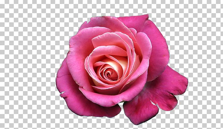Garden Roses Cabbage Rose Still Life: Pink Roses China Rose PNG, Clipart, Cabbage Rose, China Rose, Closeup, Color, Cut Flowers Free PNG Download