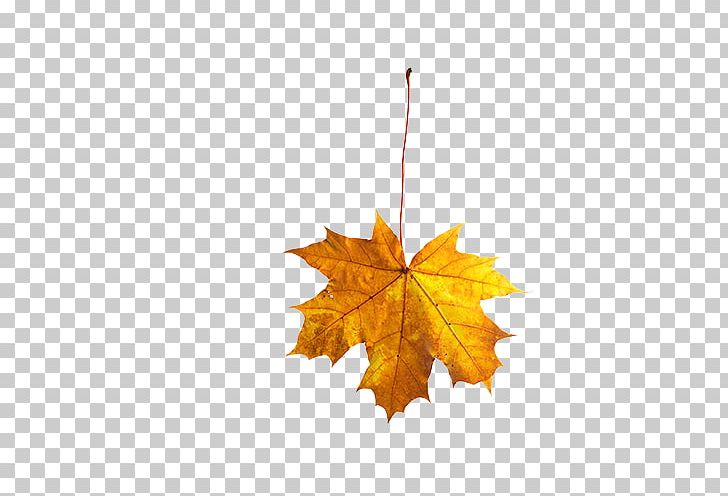Maple Leaf Autumn PNG, Clipart, Autumn Leaves, Banana Leaves, Blade, Computer Wallpaper, Encapsulated Postscript Free PNG Download