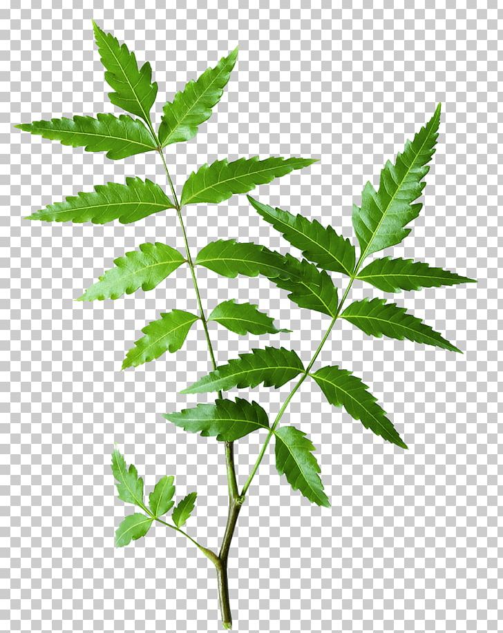 Neem Tree The Himalaya Drug Company Neem Oil Ayurveda Herb PNG, Clipart, Acne, Ayurveda, Azadirachta, Cleanser, Face Free PNG Download