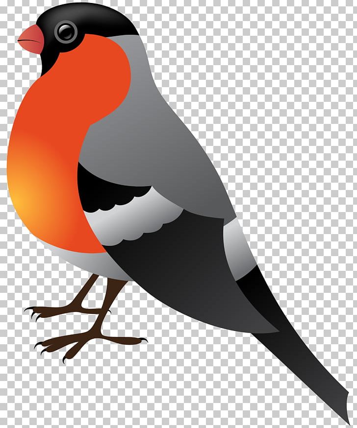 Bird Winter PNG, Clipart, Beak, Bird, Birds, Clipart, Clip Art Free PNG Download