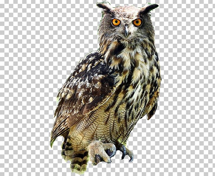 Eurasian Eagle-owl Bird Snowy Owl Blakistons Fish Owl Great Horned Owl PNG, Clipart, Animals, Barn Owl, Barred Owl, Beak, Bird Free PNG Download