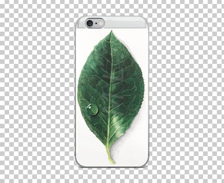 Green Leaf PNG, Clipart, Green, Leaf, Plant Free PNG Download