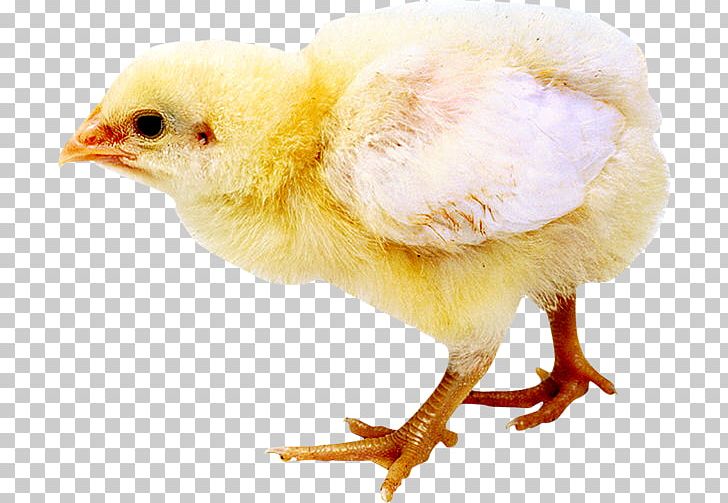 Chicken Click.to Web Browser HTML5 Audio PNG, Clipart, Animals, Beak, Bird, Chicken, Clickto Free PNG Download