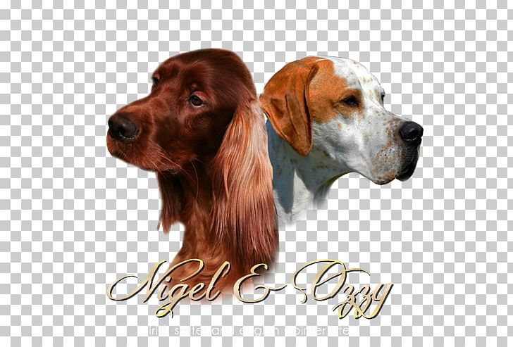Irish Setter Dog Breed Spaniel Companion Dog PNG, Clipart, Breed, Carnivoran, Companion Dog, Dog, Dog Breed Free PNG Download