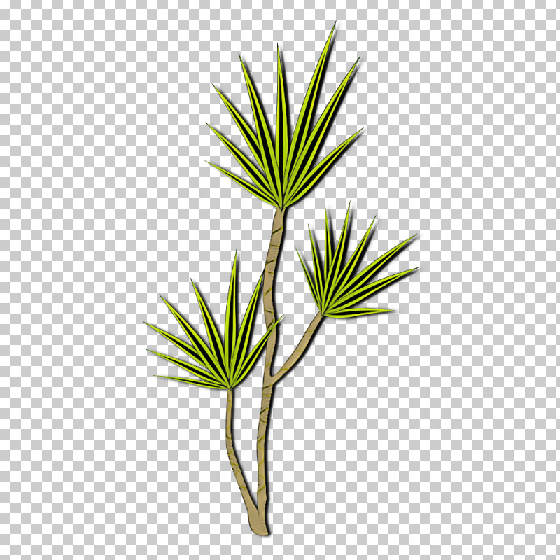 Plant Leaf Flower White Pine Shortstraw Pine PNG, Clipart, American Larch, Flower, Grass, Grass Family, Herb Free PNG Download