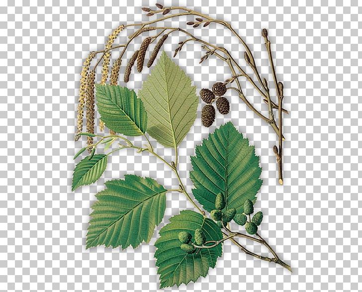 Grey Alder Black Alder Green Alder Tree Plant PNG, Clipart, Alder, Alnus Incana, Betulaceae, Birch, Botanical Illustration Free PNG Download