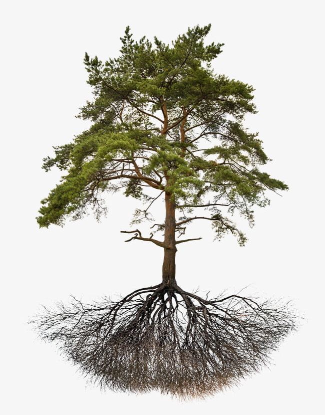 Pine Roots PNG, Clipart, Pine, Pine Clipart, Pine Clipart, Plant, Rhizome Free PNG Download