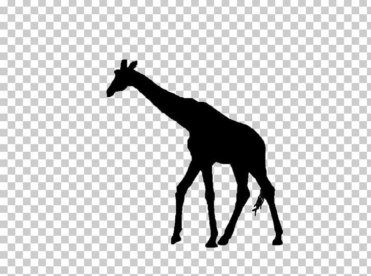 Silhouette PNG, Clipart, Black, Black And White, Drawing, Giraffe, Giraffidae Free PNG Download