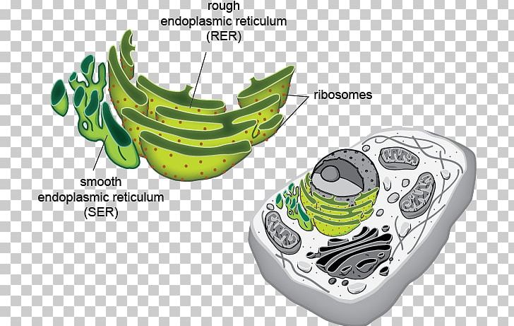 endoplasmic reticulum clipart
