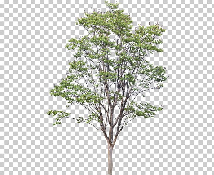 Tree .dwg American Sycamore PNG, Clipart, Artlantis, Autodesk 3ds Max, Branch, Dwg, Evergreen Free PNG Download
