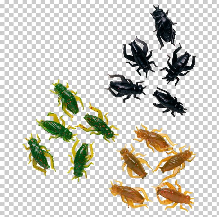 Insect Pollinator Invertebrate Leaf Organism PNG, Clipart, Animals, Grasshopper, Insect, Insects, Invertebrate Free PNG Download