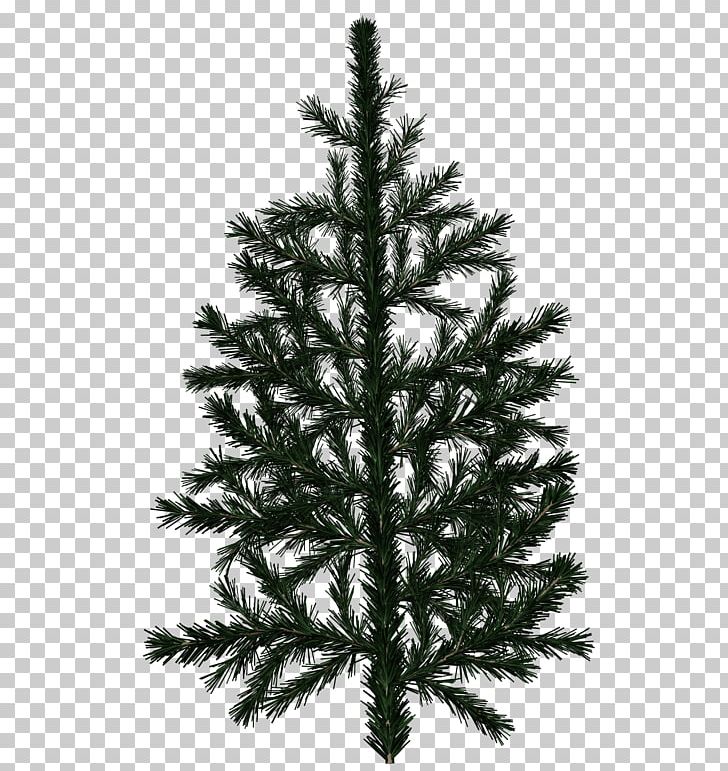 Pine Tree Fir Branch Texture Mapping PNG, Clipart, 3d Modeling, Alpha Channel, Blue Spruce, Branch, Christmas Decoration Free PNG Download