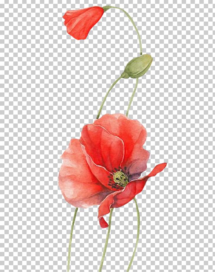 Poppy Watercolour Flowers Red PNG, Clipart, Artificial Flower, Blue, Bud, California Poppy, Color Free PNG Download