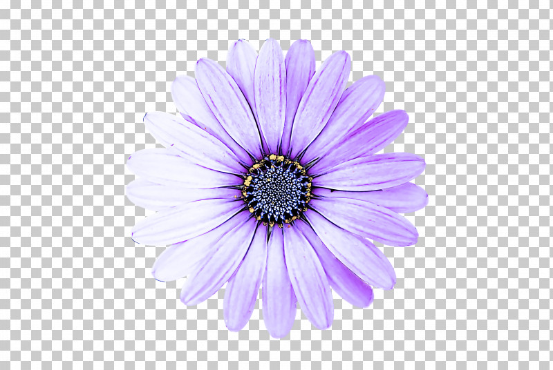 Transvaal Daisy Chrysanthemum Close-up PNG, Clipart, Chrysanthemum, Closeup, Transvaal Daisy Free PNG Download