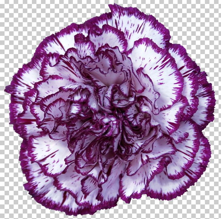 Carnation Purple Violet Red PNG, Clipart, Art, Carnation, Ecuador, Flower, Flowering Plant Free PNG Download