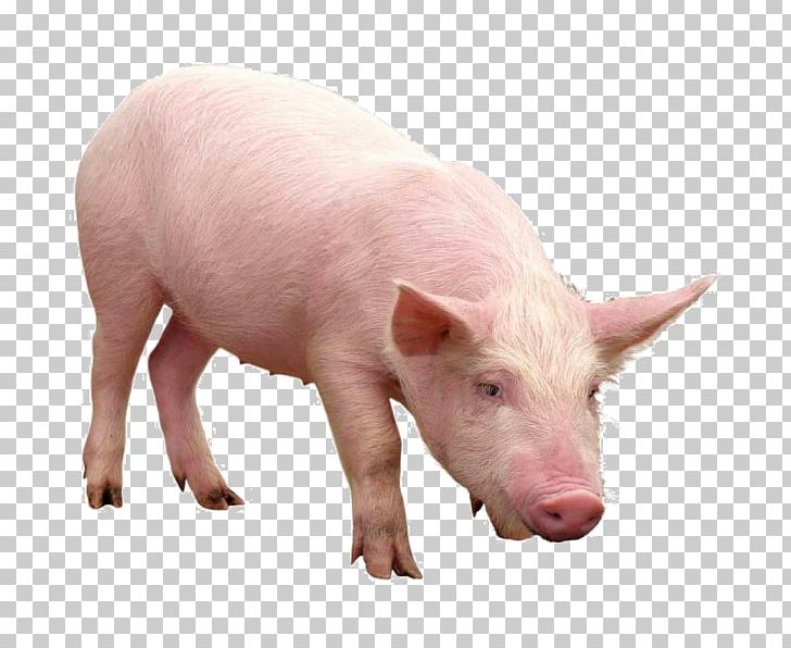 Domestic Pig PNG, Clipart, Animals, Computer Icons, Desktop Wallpaper, Domestic Pig, Download Free PNG Download