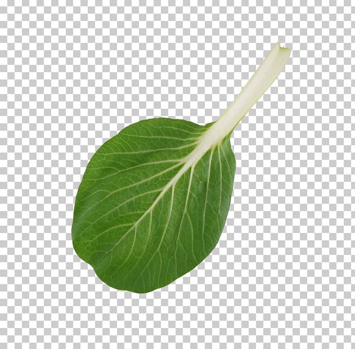 Leaf Vegetable Plant Stem PNG, Clipart, Bok Choy, Food Drinks, Leaf, Leaf Vegetable, Plant Free PNG Download