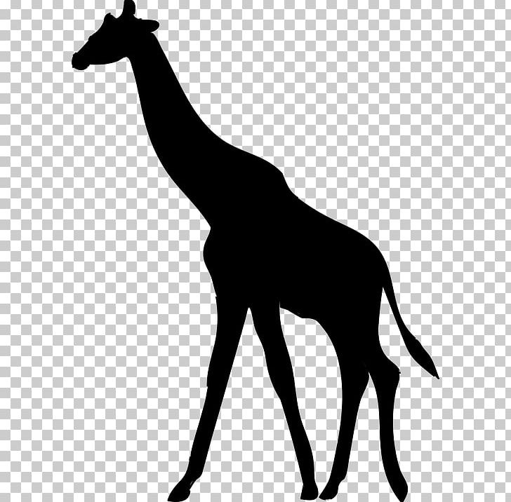 Silhouette Northern Giraffe PNG, Clipart, Anim, Animal, Animals, Black And White, Fauna Free PNG Download
