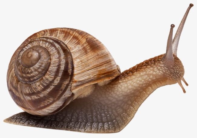 Snails PNG, Clipart, Animal, Reptiles, Snails, Snails Clipart Free PNG Download