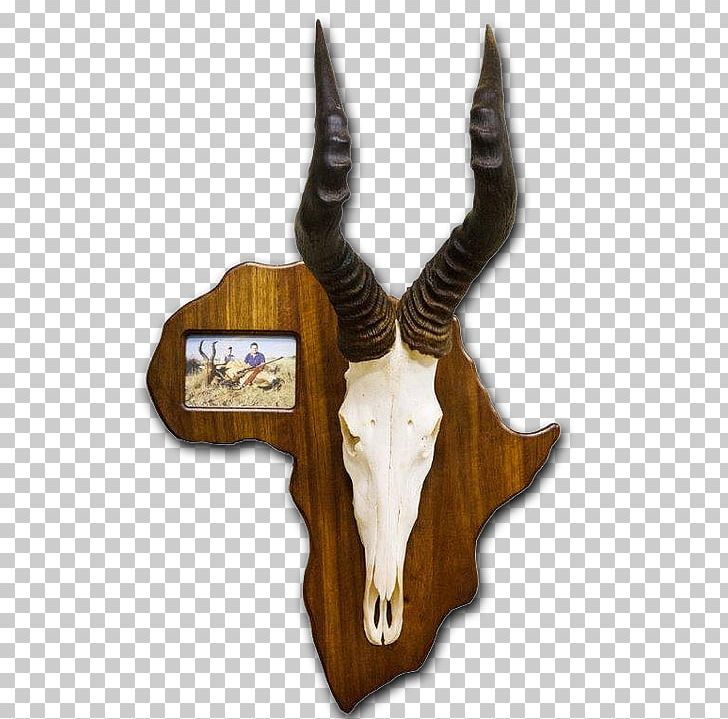 Trophy Hunting Taxidermy Skull Mounts Horn PNG, Clipart, Antelope, Antler, Blesbok, Bone, Cattle Free PNG Download