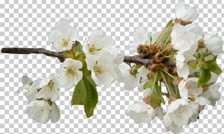 Apples Flower Schorf PNG, Clipart, Apples, Blossom, Branch, Cherry Blossom, Clip Art Free PNG Download