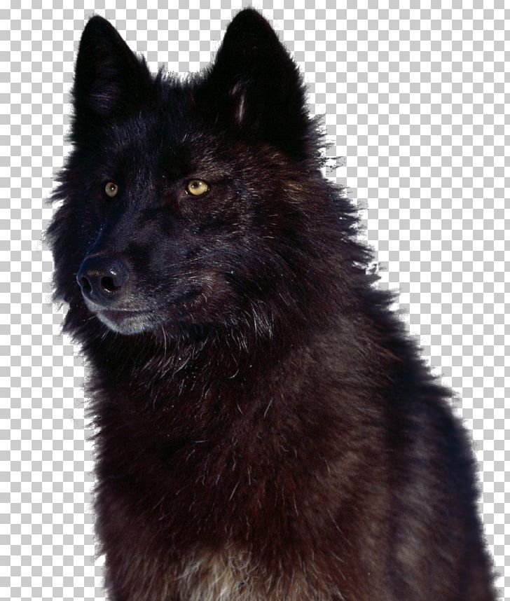 Canadian Eskimo Dog German Spitz Mittel Eurasier Kunming Wolfdog Shiloh Shepherd Dog PNG, Clipart, Allposterscom, Alpha, Animal, Art, Belgian Shepherd Free PNG Download