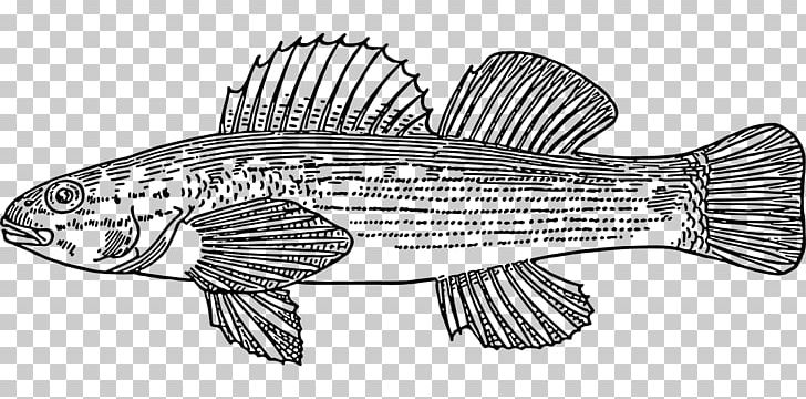 Fish Scale Drawing PNG, Clipart, Animal, Animal Figure, Animals, Artwork, Black And White Free PNG Download