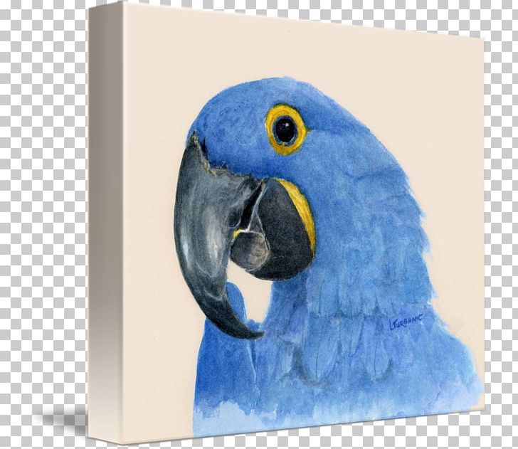 Macaw Parakeet Cobalt Blue Beak Feather PNG, Clipart, Animals, Beak, Bird, Blue, Cobalt Free PNG Download