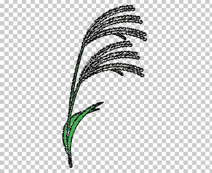 Susukino Grasses Chinese Silver Grass Coloring Book Pampas Grass PNG, Clipart, Black And White, Child Care, Chinese Silver Grass, Coloring Book, Commodity Free PNG Download