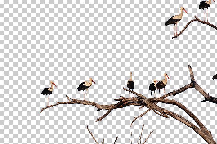 White Stork Bird Beak PNG, Clipart, Animal, Animals, Background White, Beak, Bird Free PNG Download