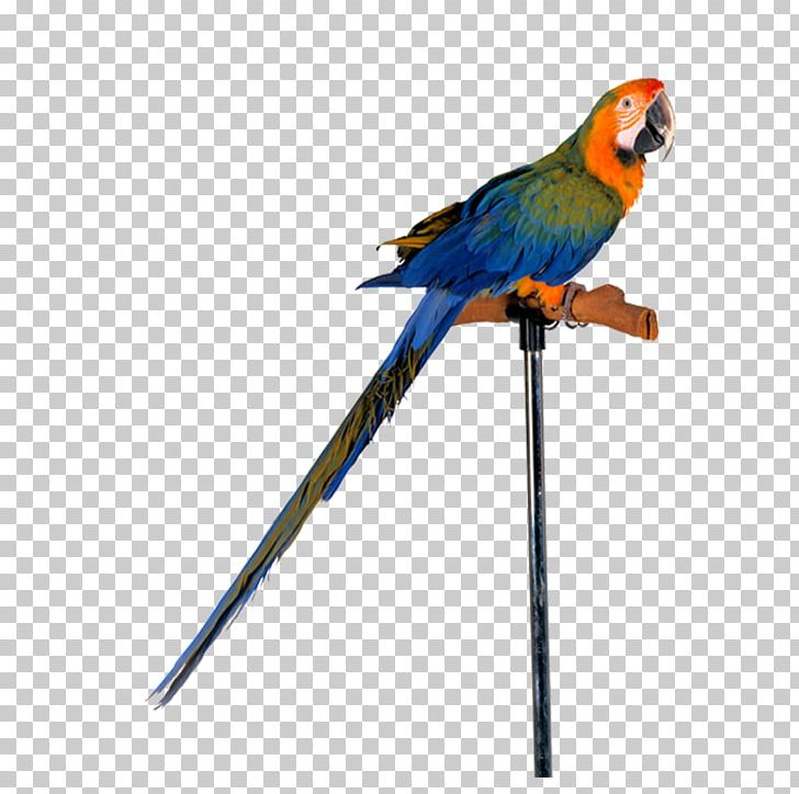 Amazon Parrot Bird Cockatiel Toy PNG, Clipart, Animals, Beak, Birdcage, Bird Supply, Blue Free PNG Download
