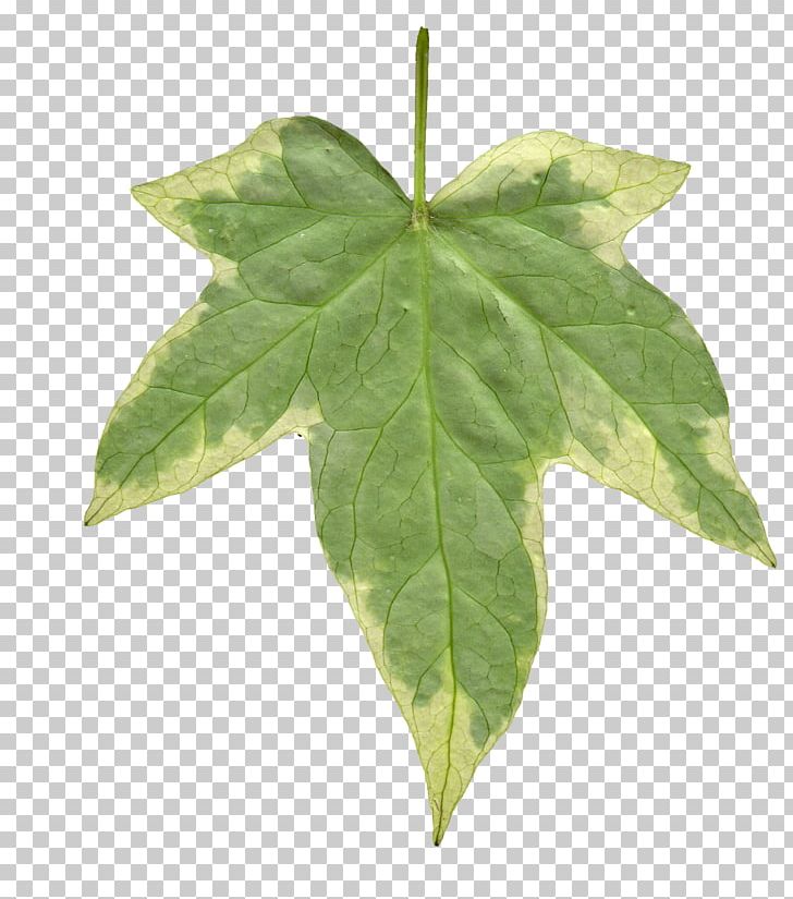 Common Ivy Leaf Vine Texture Mapping PNG, Clipart, Alpha Channel, Araliaceae, Autumn Leaf Color, Common Ivy, Ivy Free PNG Download