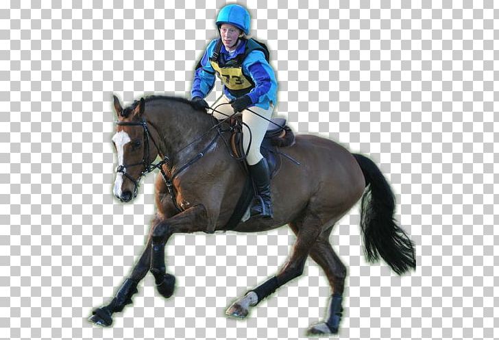 Hunt Seat Stallion Horse Equestrian Rein PNG, Clipart, Animals, Bit, Blue Horse, Bridle, Endurance Riding Free PNG Download