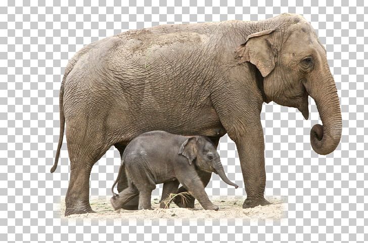 African Bush Elephant Asian Elephant African Forest Elephant PNG, Clipart, Africa, African Bush Elephant, African Elephant, Animals, Asian Elephant Free PNG Download
