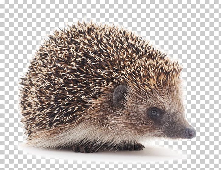 Hedgehog Animal Penguin Cat Nocturnality PNG, Clipart, Adaptation, Animals, Chong, Cute Animal, Cute Animals Free PNG Download