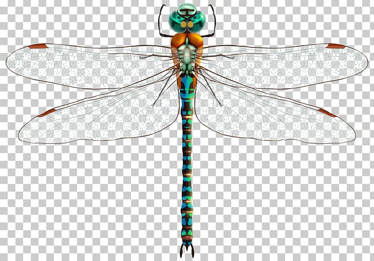 Insect Dragonfly PNG, Clipart, Animals, Arthropod, Clip Art, Download, Dragonflies And Damseflies Free PNG Download