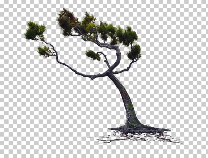 Pine Tree Conifer Cone Light PNG, Clipart, Bonsai, Branch, Cedar, Conifer, Conifer Cone Free PNG Download