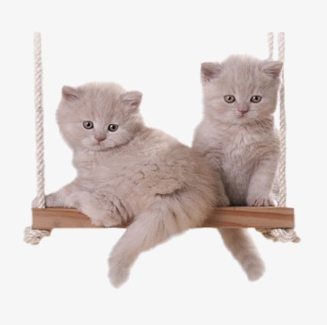 Two Cats PNG, Clipart, Animal, Cat, Cats Clipart, Cats Clipart, Kitty Free PNG Download