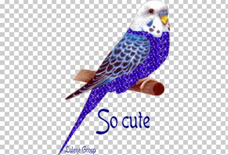 Bird Animation Parakeet PNG, Clipart, Animal, Animals, Animation, Beak, Bird Free PNG Download